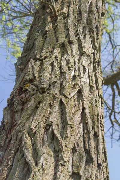 Corteza Árbol Primer Plano —  Fotos de Stock