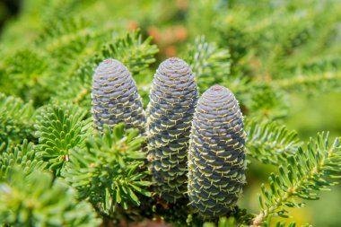 Taze koniler ile çam ağacı (Abies koreana)