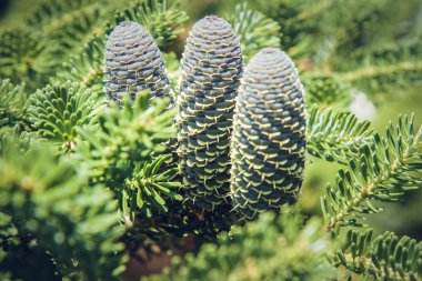 Taze koniler ile çam ağacı (Abies koreana)