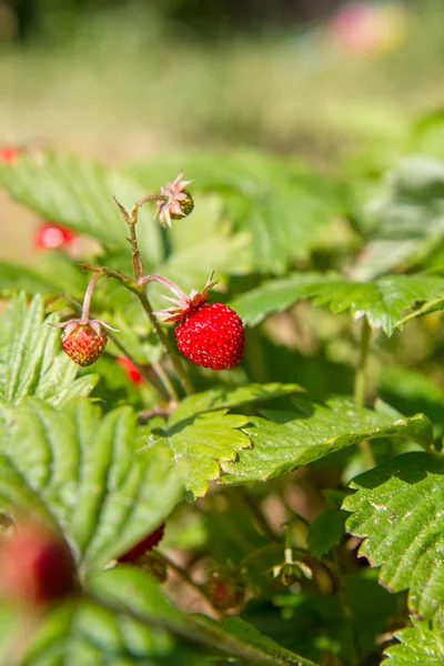 Lesní Jahody Fragaria Vesca Plození Rostlin Zahradě — Stock fotografie