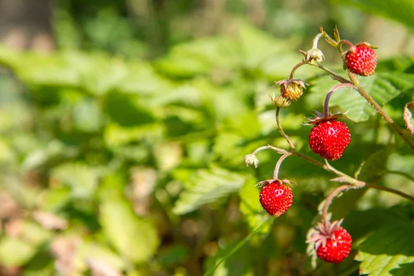 Lesní Jahody Fragaria Vesca Plození Rostlin Zahradě — Stock fotografie