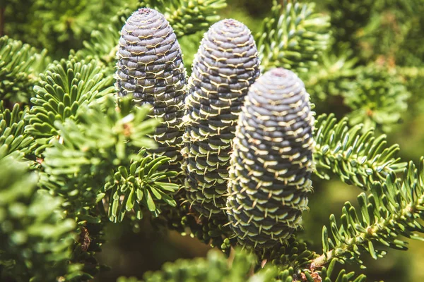 Fenyő Abies Koreana Friss Kúp — Stock Fotó