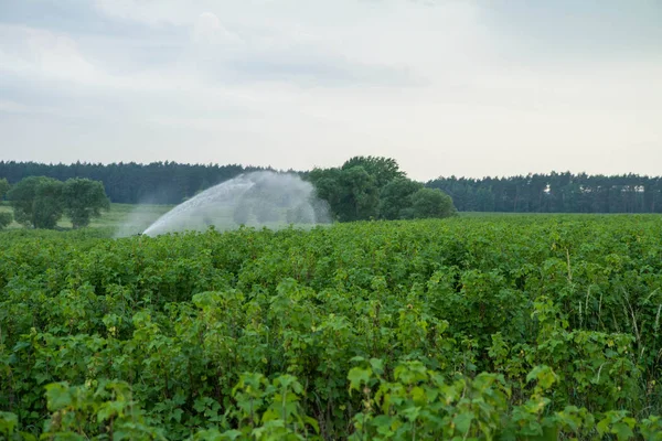 Water Sprinkler System Working Field Blackcurrant — Stock Photo, Image