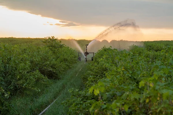 Water Sprinkler System Working Field Blackcurrant — Stock Photo, Image