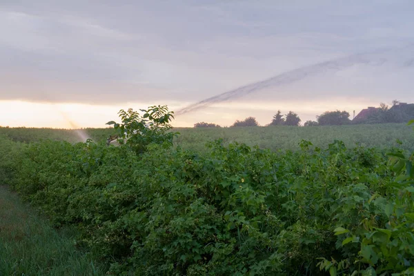 Sistema Irrigazione Acqua Funzionante Campo Ribes Nero — Foto Stock