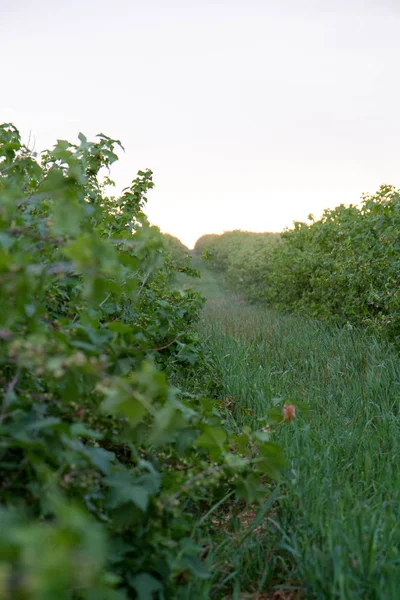 Ribes Nero Ribes Nigrum Che Cresce Campo — Foto Stock