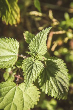 Nettles (urtica) bir bahçe tesisi