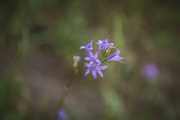 Bellflower Fleurissant Dans Une Prairie — Photo