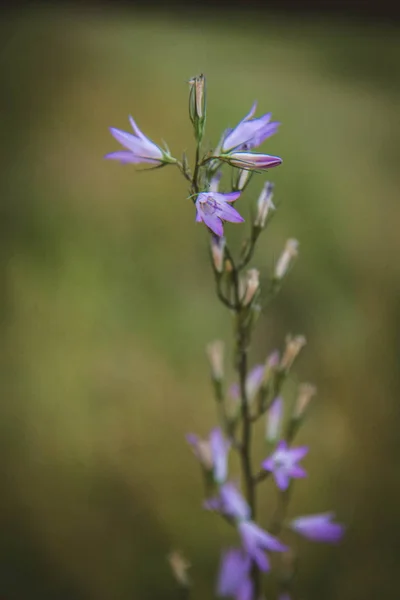 Glockenblume Blüht Auf Einer Wiese — Stockfoto