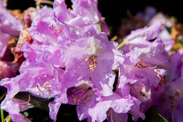 Пурпурный Рододендрон Капельками Дождя — стоковое фото