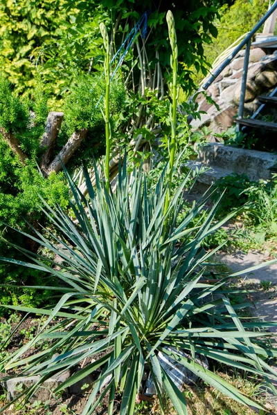 Yucca Begriff Garten Blühen — Stockfoto