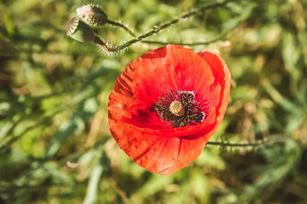 Fleurs Pavot Fleurissant Dans Une Prairie — Photo