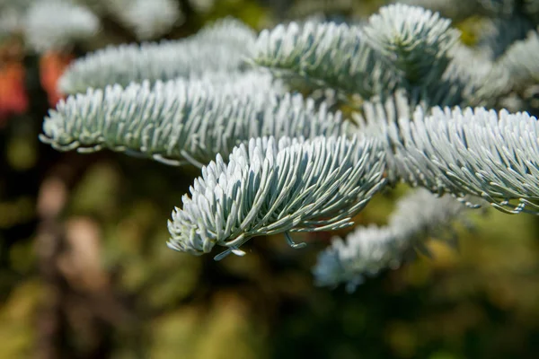 Έλατο Abies Koreana Κοντινό Πλάνο Των Υποκαταστημάτων — Φωτογραφία Αρχείου