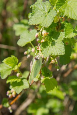 Blackcurrant (Ribes nigrum) bir alanda büyüyen