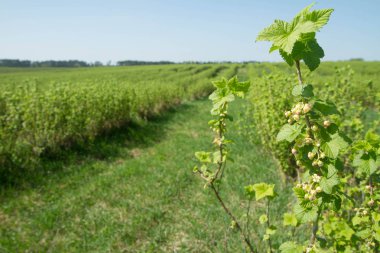 Blackcurrant (Ribes nigrum) bir alanda büyüyen
