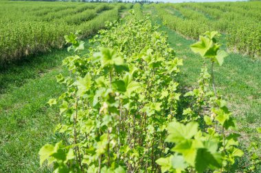 Blackcurrant (Ribes nigrum) bir alanda büyüyen