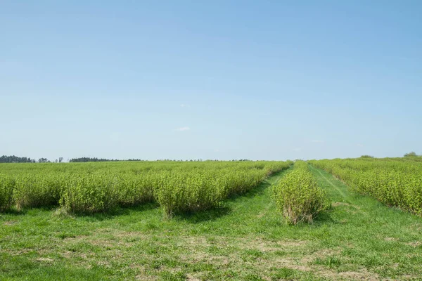 Blackcurrant Ribes Nigrum Growing Field — Stock Photo, Image