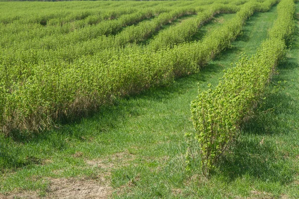 Grosella Negra Ribes Nigrum Creciendo Campo —  Fotos de Stock