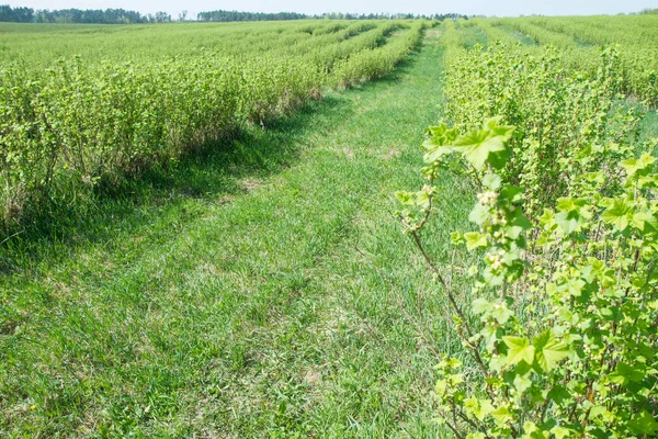 Blackcurrant (Ribes nigrum) bir alanda büyüyen