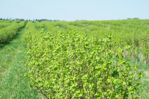 Blackcurrant (Ribes nigrum) bir alanda büyüyen