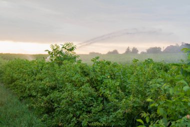 Su fıskiyesi blackcurrant sahada çalışan