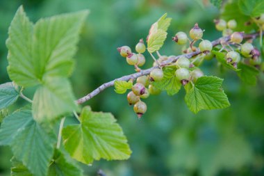 Blackcurrant (Ribes nigrum) bir alanda büyüyen
