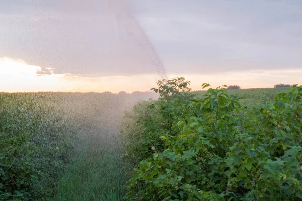 Víz Sprinkler Rendszer Dolgozik Egy Mező Feketeribizli — Stock Fotó