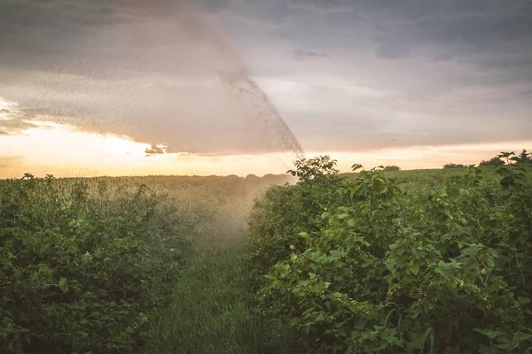 Víz Sprinkler Rendszer Dolgozik Egy Mező Feketeribizli — Stock Fotó