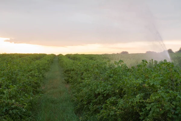 Sistema Irrigazione Acqua Funzionante Campo Ribes Nero — Foto Stock