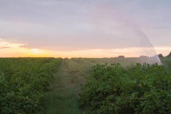 Sistema Irrigazione Acqua Funzionante Campo Ribes Nero — Foto Stock