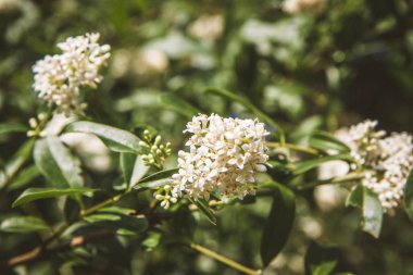 Beyaz çiçek çiçek açan leylak yakın çekim