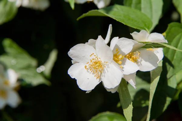 Жасмин Цветет Белыми Цветами Вблизи — стоковое фото
