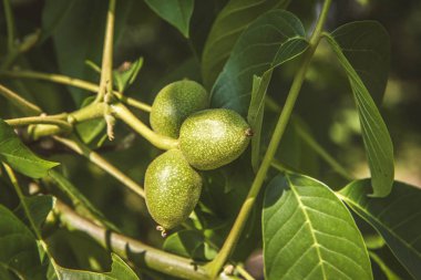 Büyüme ortak ceviz