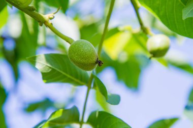 Büyüme ortak ceviz