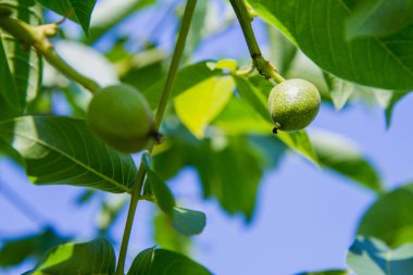 Büyüme ortak ceviz