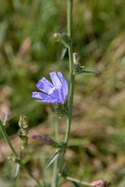 Ortak hindiba bir çayır çiçek açan