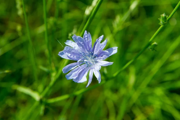 Chicorée Commune Fleurissant Dans Pré — Photo