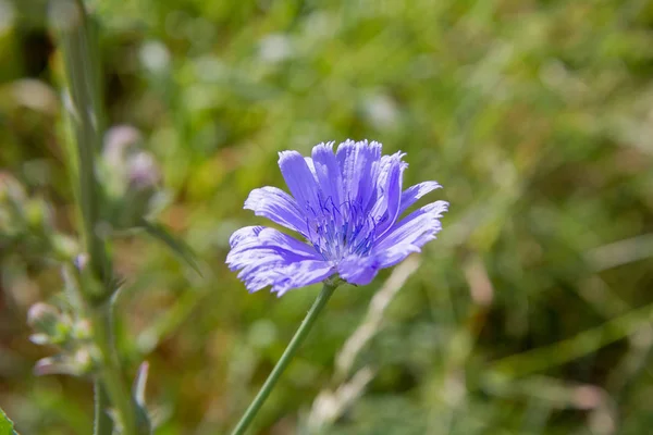 Chicorée Commune Fleurissant Dans Pré — Photo