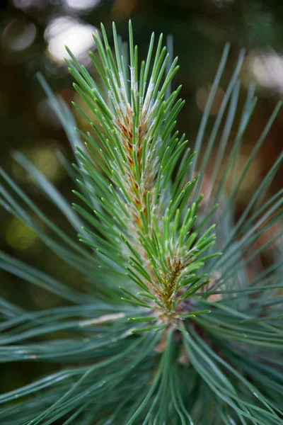 Pinus Nigra Чорна Сосна — стокове фото