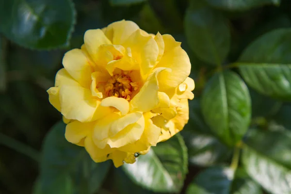 Yellow Rose Close Garden — Stock Photo, Image