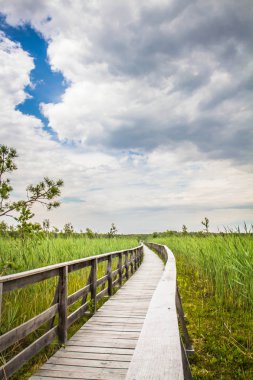 Bulrush her yerde büyüyen ile bir göl önde gelen ahşap yürüme yolu