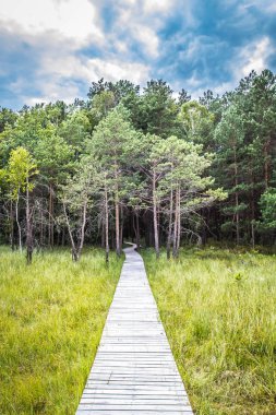 Bir ormana önde gelen ahşap yürüme yolu