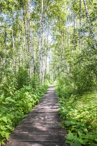 Pasarela Madera Bosque — Foto de Stock