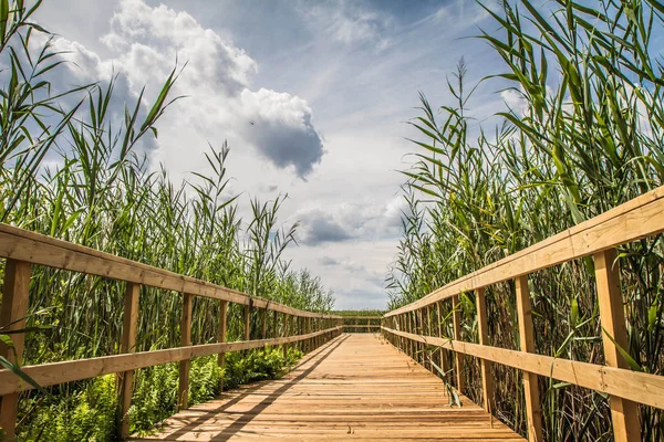 Bulrush her yerde büyüyen ile bir göl önde gelen köprü
