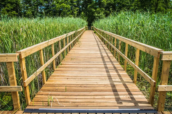 Bulrush Her Yerde Büyüyen Ile Bir Göl Önde Gelen Köprü — Stok fotoğraf