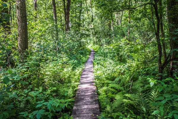 Pasarela Madera Bosque — Foto de Stock