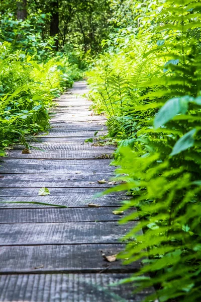 Ormanda ahşap bir patika
