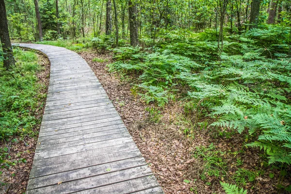 Pasarela Madera Bosque — Foto de Stock