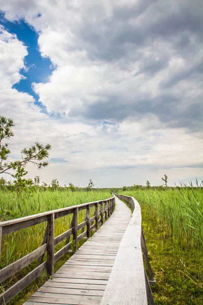 Bulrush Her Yerde Büyüyen Ile Bir Göl Önde Gelen Ahşap — Stok fotoğraf