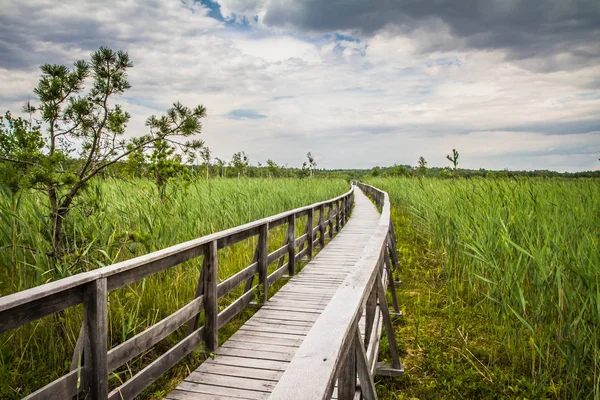 Bulrush Her Yerde Büyüyen Ile Bir Göl Önde Gelen Ahşap — Stok fotoğraf